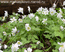 Anemone nemorosa